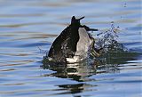 Ring-necked Duckborder=